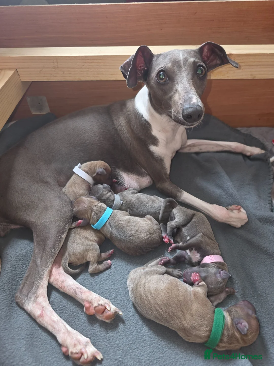 Italian Greyhound dogs for sale: 6 Beautiful Italian Greyhound Puppies  - Advert 14