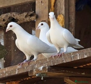 Doves birds White Doves  - Advert 2