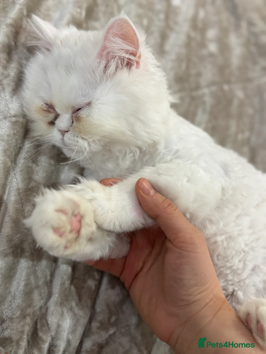 Persian cats for sale: 	Healthy playful kitten ready for loving home - Advert 8