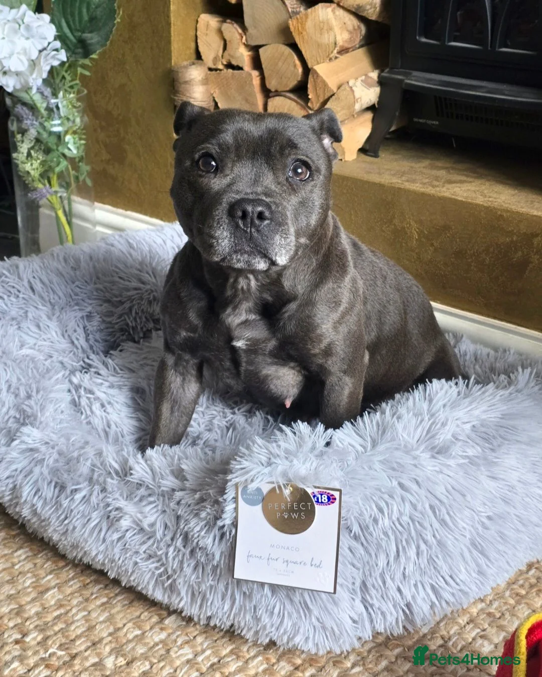 Staffordshire Bull Terrier dogs for sale: £1950 ONO Ready Champion blood line best inBritain - Advert 9