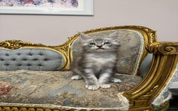 Maine Coon cats for sale: XXL Russian bloodline Maine Coon Kittens 20+Gen!🏆 - Image 33