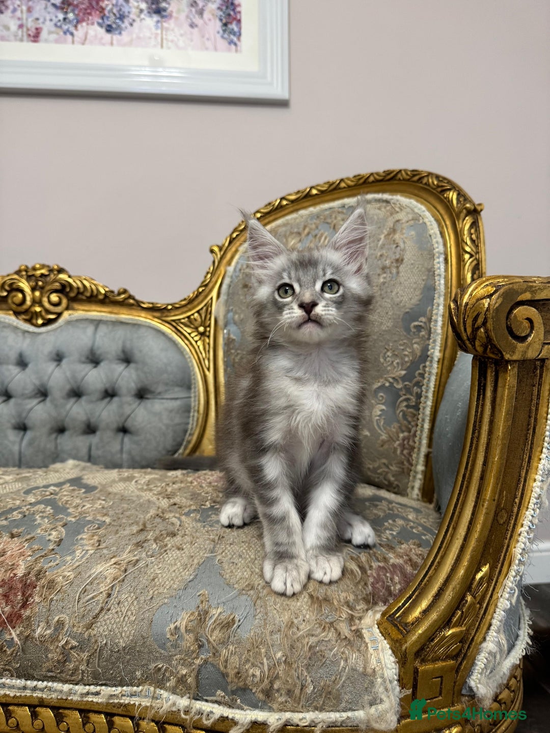 Maine Coon cats for sale: XXL Russian bloodline Maine Coon Kittens 20+Gen!🏆 - Image 33