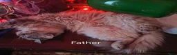 Siberian cats for sale: Pure Siberian from GCCF/TICA parents - Advert 11