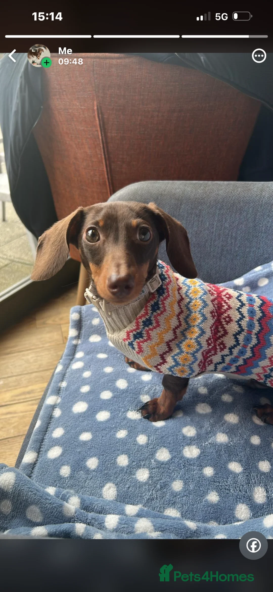 Miniature Dachshund dogs for sale: Loverly Dog  - Advert 1