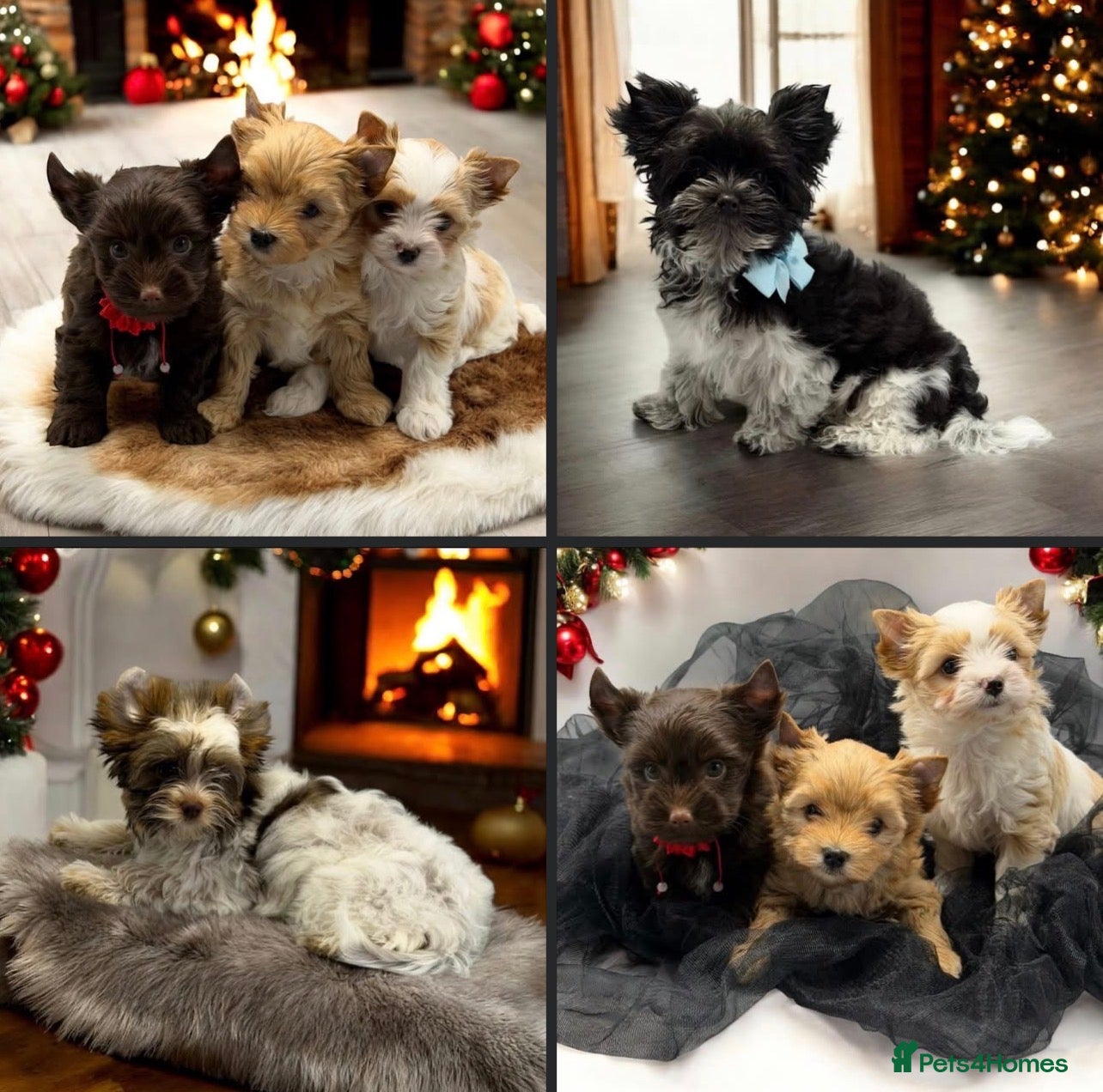 Yorkshire Terrier dogs  Ready to go Pedigree Puppies Yorkshire Terriers - Advert 20