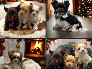 Yorkshire Terrier dogs Ready to go Pedigree Puppies Yorkshire Terriers - Advert 20