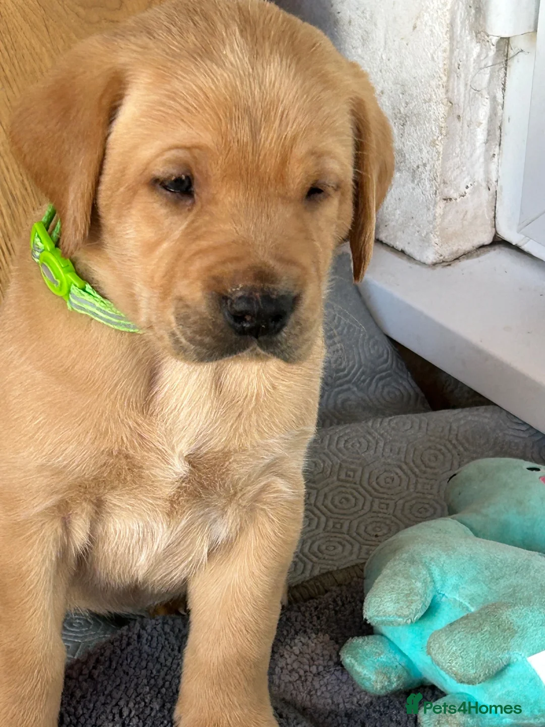 Labrador Retriever dogs for sale: Stunning KC Registered Labrador Retrievers Puppie in Bristol - Advert 2