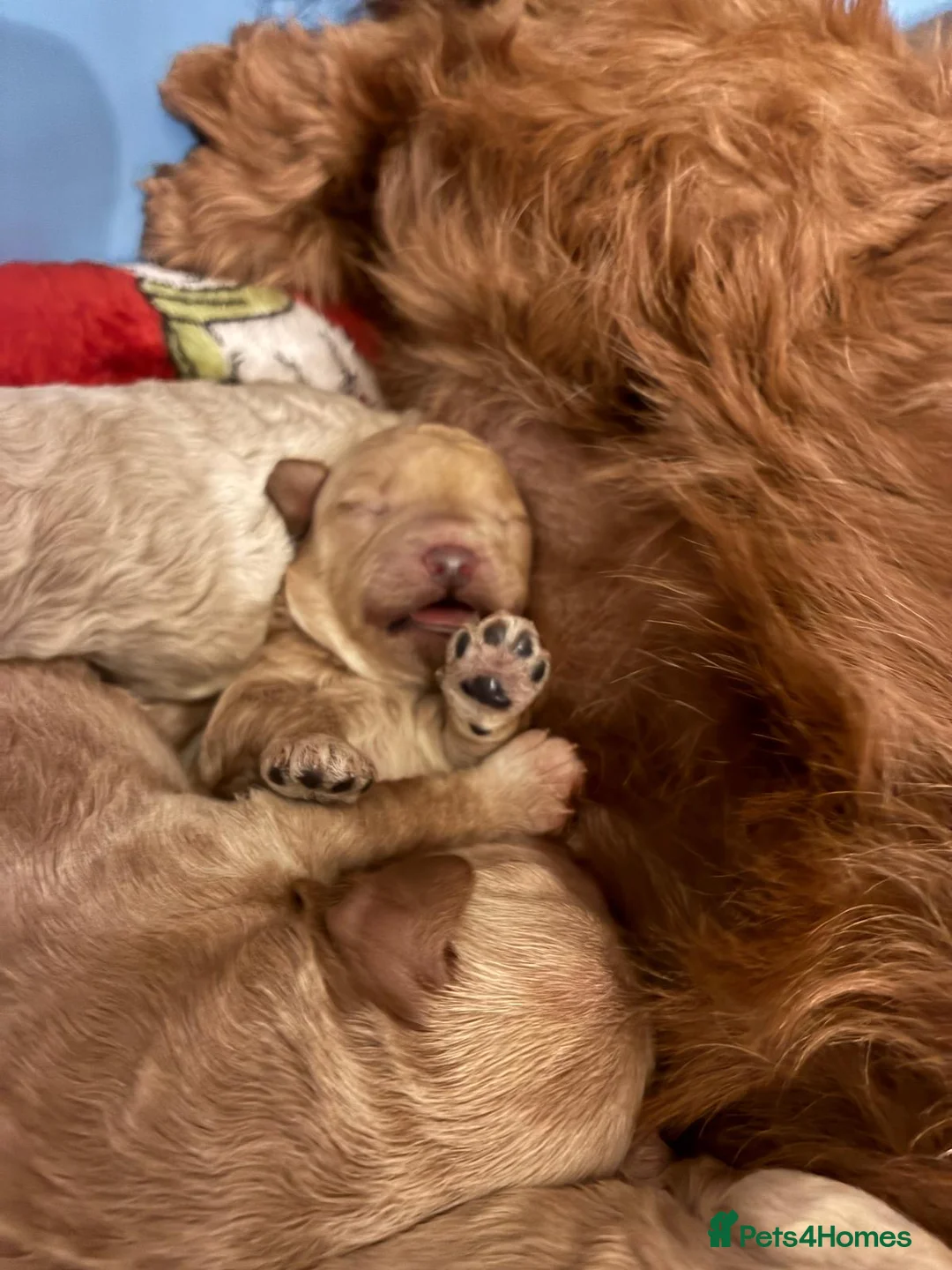 Cavapoo dogs for sale: Beautiful litter of f2 cavapoo puppies  in Rochdale - Advert 10