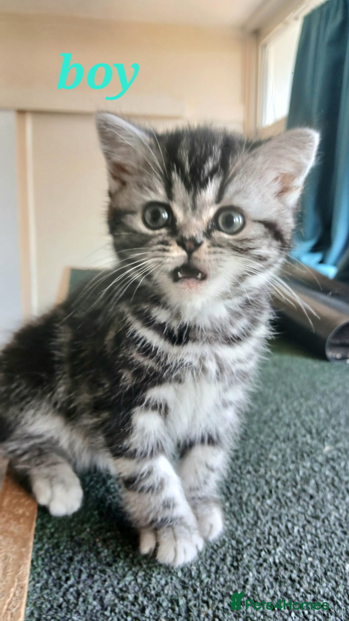 British Shorthair cats Bsh. Silver clasic tabby . - Advert 11