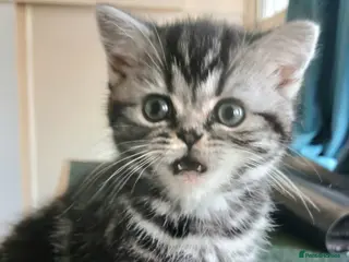 British Shorthair cats Bsh. Silver clasic tabby . - Advert 11