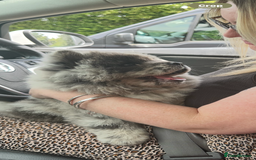 Chow Chow dogs for sale: Blue Merle Chow Chow Ready to Leave  - Image 16