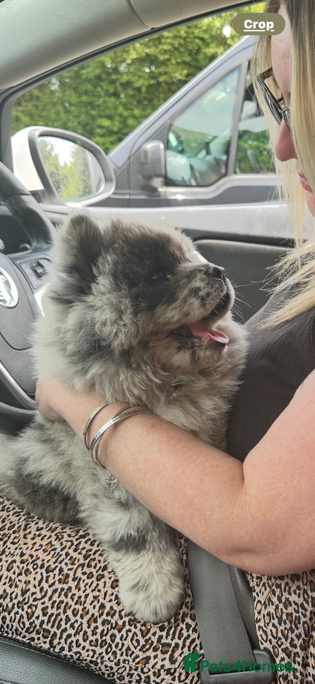 Chow Chow dogs for sale: Blue Merle Chow Chow Ready to Leave  - Image 16