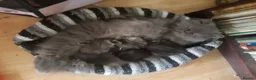 Persian cats for sale: Chocolate Box Kittens - Advert 2