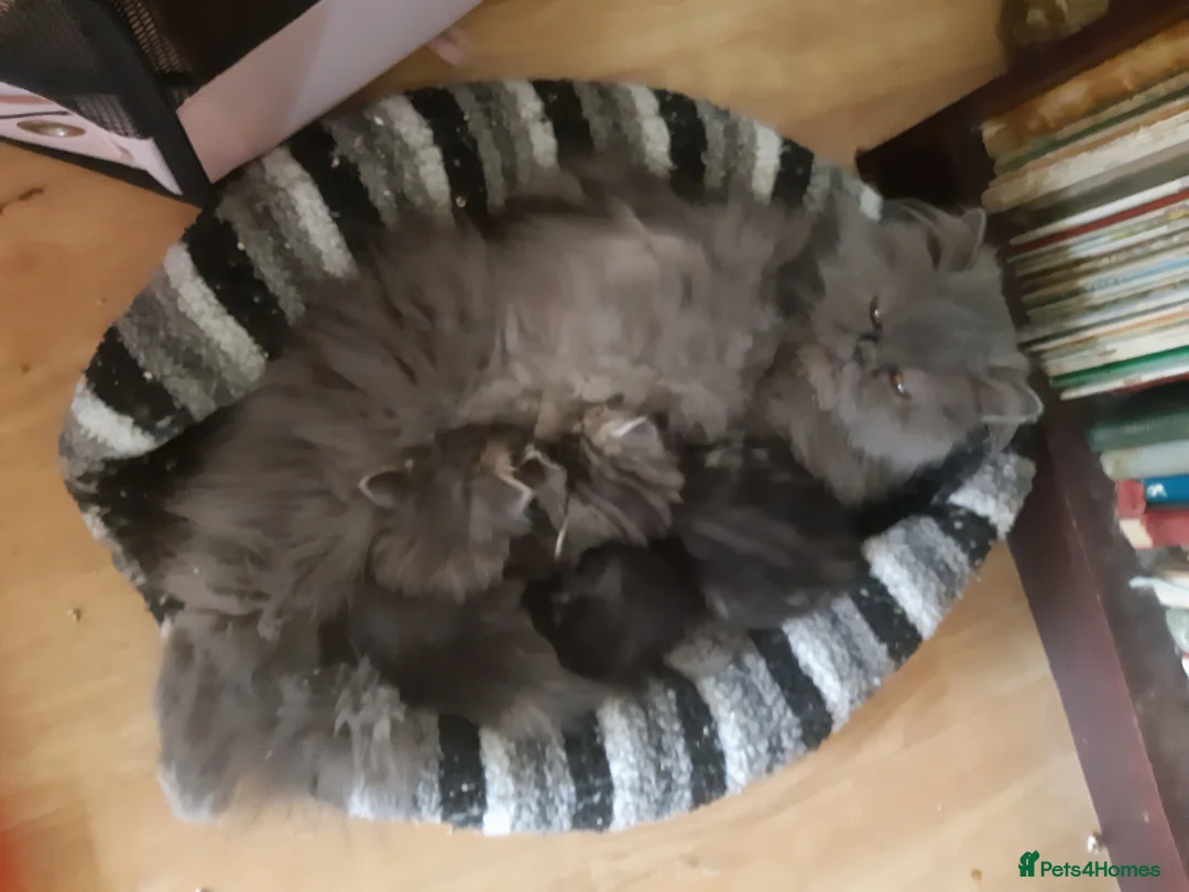 Persian cats for sale: Chocolate Box Kittens - Advert 2