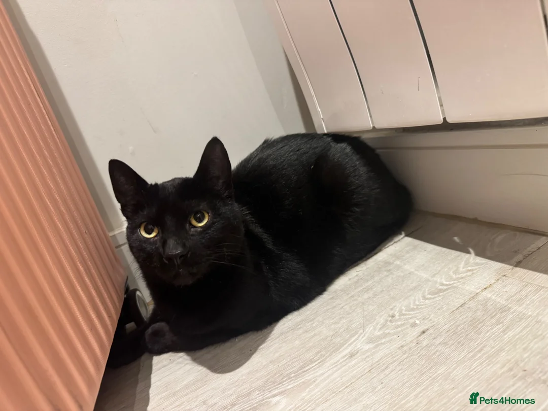 British Shorthair cats for sale: Affectionate Black Cat Looking for a Loving Home - Advert 2