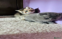 Scottish Fold cats for sale: Beautiful litter Scottish fold ready to reserve ❤️ - Image 11