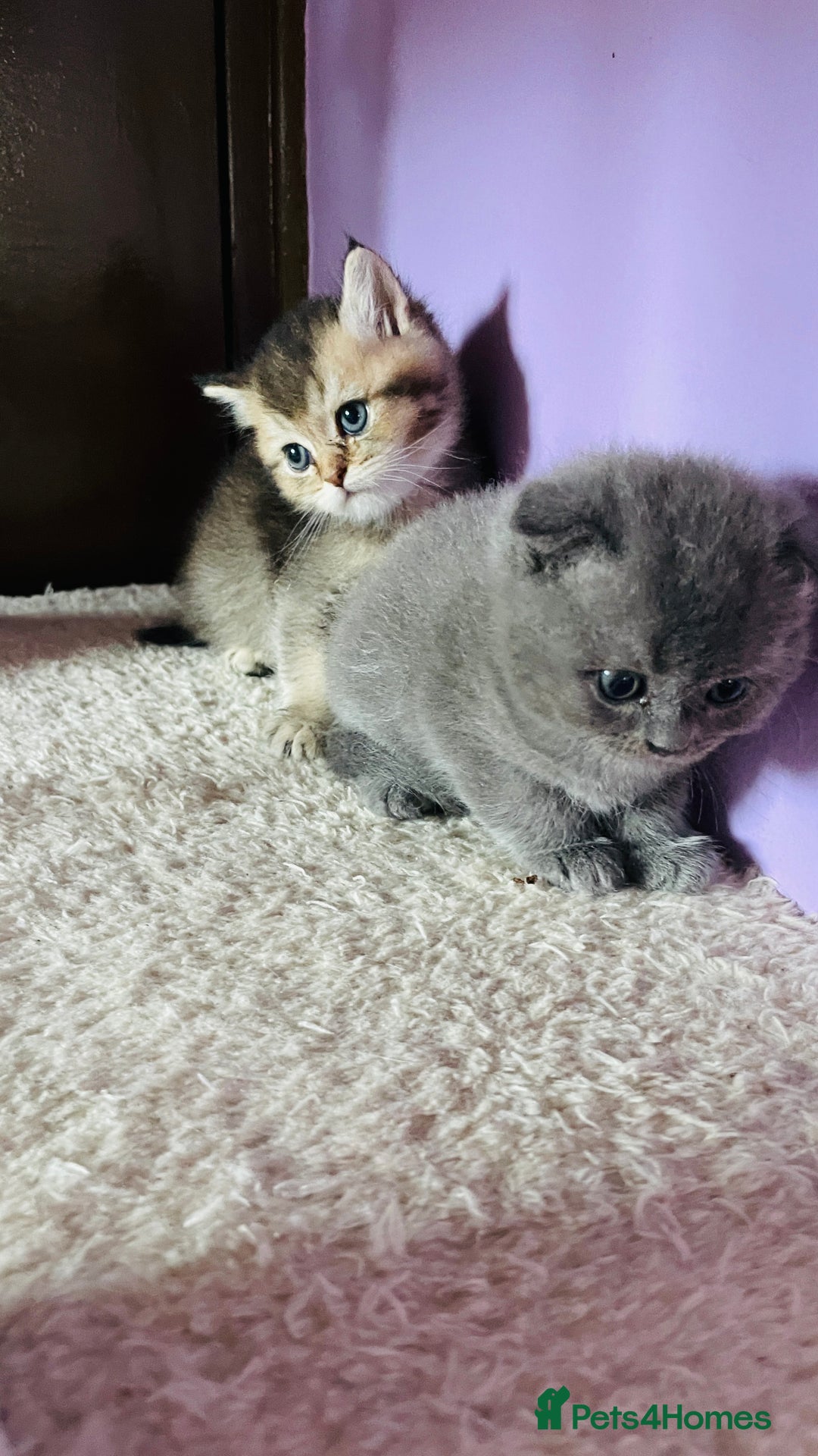 Scottish Fold cats for sale: Beautiful litter Scottish fold ready to reserve ❤️ - Image 11