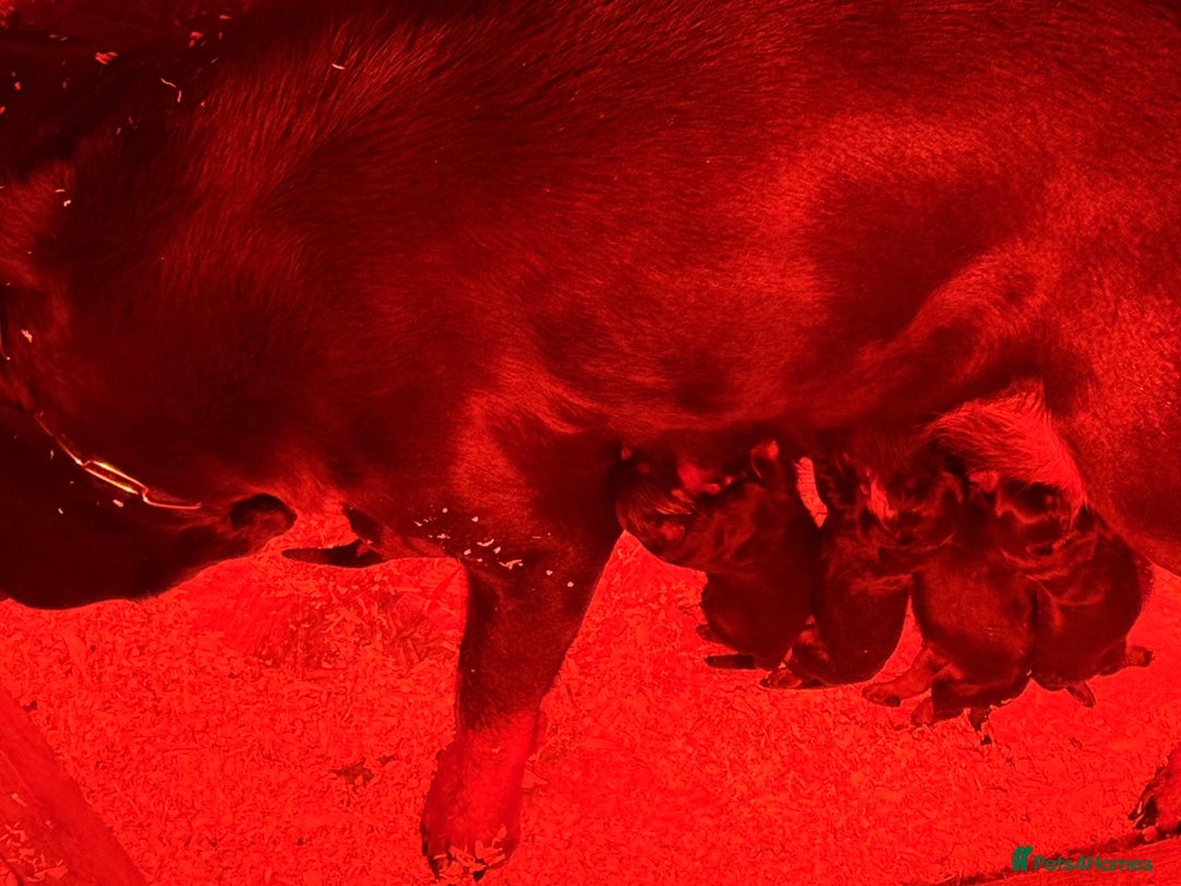 Rottweiler dogs for sale: Top quality kc pups for sale timitor X edelstein - Advert 2