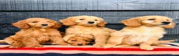 Mini Goldendoodle dogs for sale: 🧡❤️ GORGEOUS MINI GOLDENDOODLE PUPPIES ❤️🧡 - Advert 4