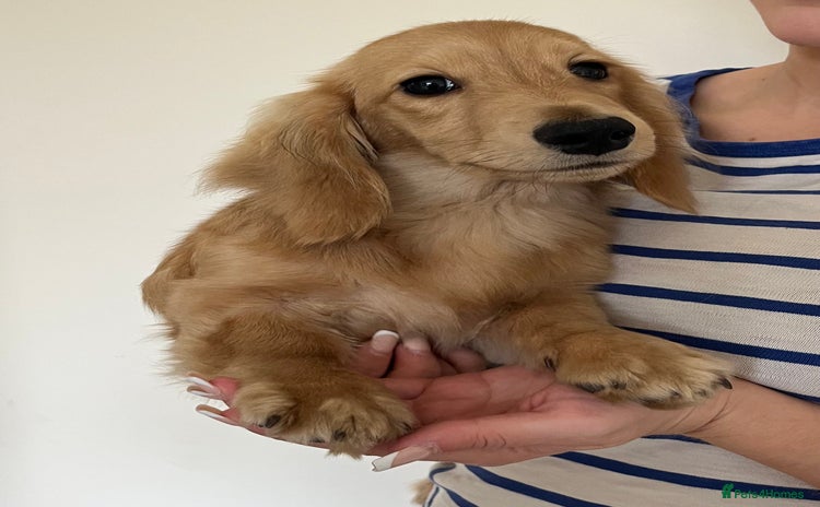 Miniature Dachshund dogs in Craven Arms - Advert 4