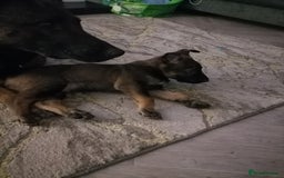 Belgian Shepherd Dog dogs for sale: Female Belgian malinois  - Image 3