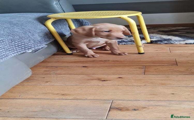 Labrador Retriever dogs - Advert 4