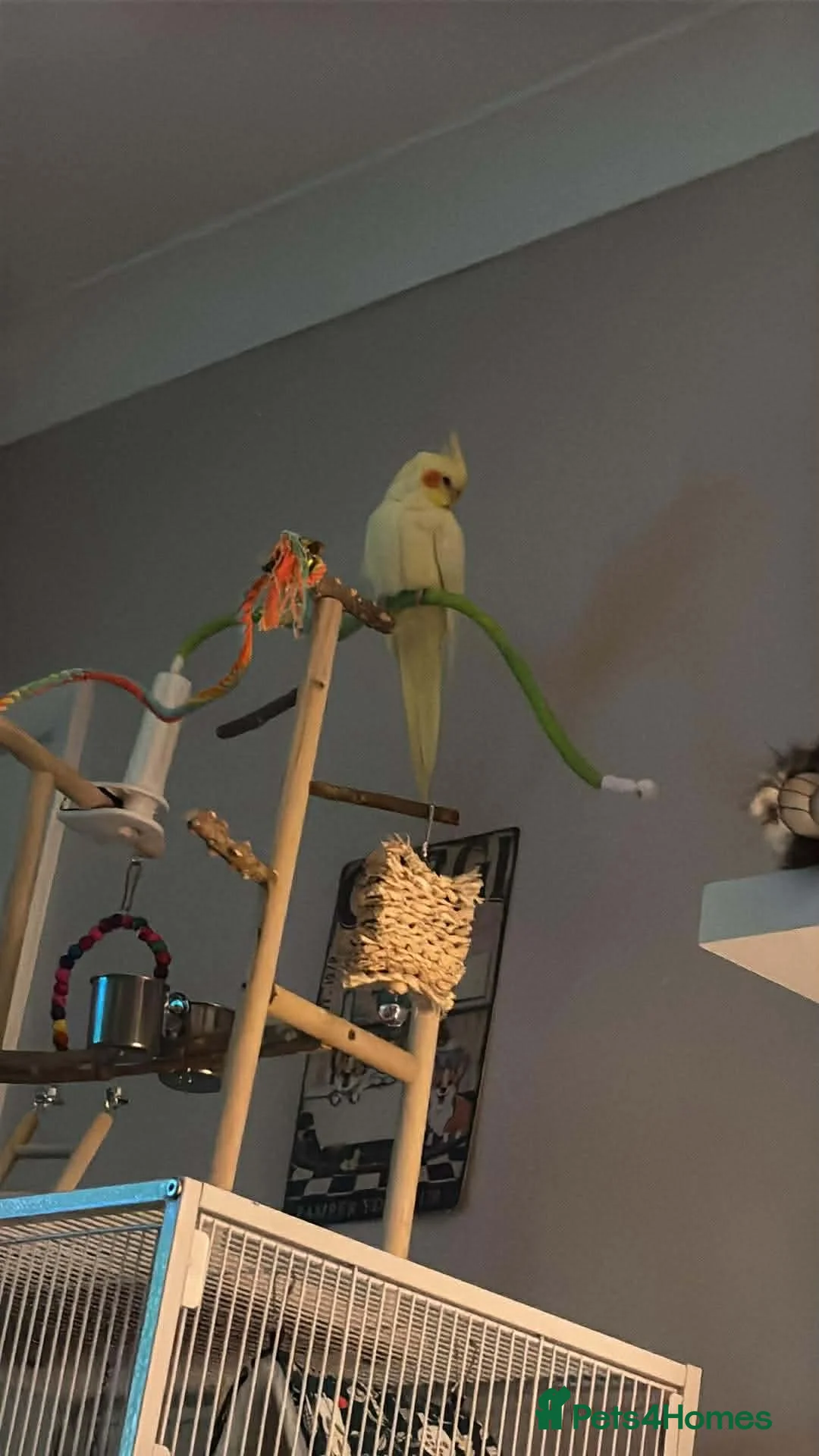 Cockatiels birds for sale: Beautiful lutino cockatiel - Advert 2