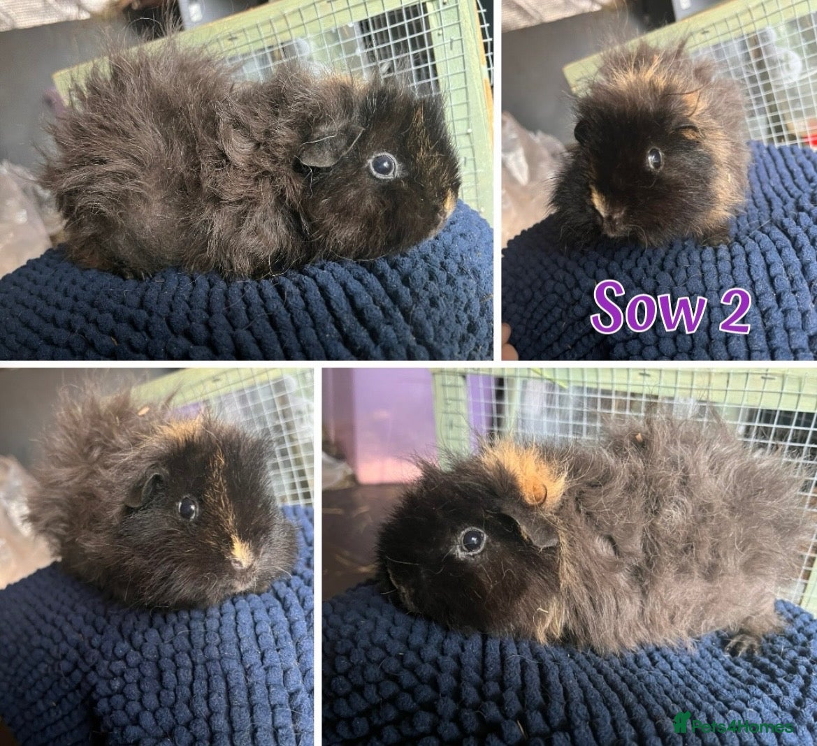 Guinea Pig rodents Guinea pig sows and boars - Lunkarya & Swiss  - Advert 2