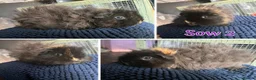 Guinea Pig rodents for sale: Guinea pig sows and boars - Lunkarya & Swiss  - Advert 3