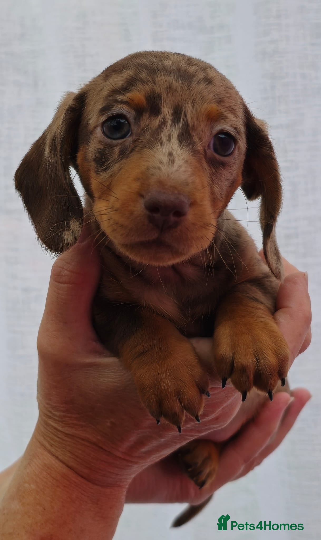 Miniature Dachshund dogs Beautiful miniature smooth-Haired Dachshunds pups - Advert 2