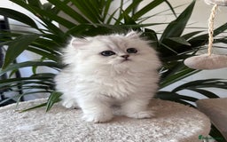 Persian cats for sale: Stunning Chinchilla Persian Kittens 💕 - Advert 11