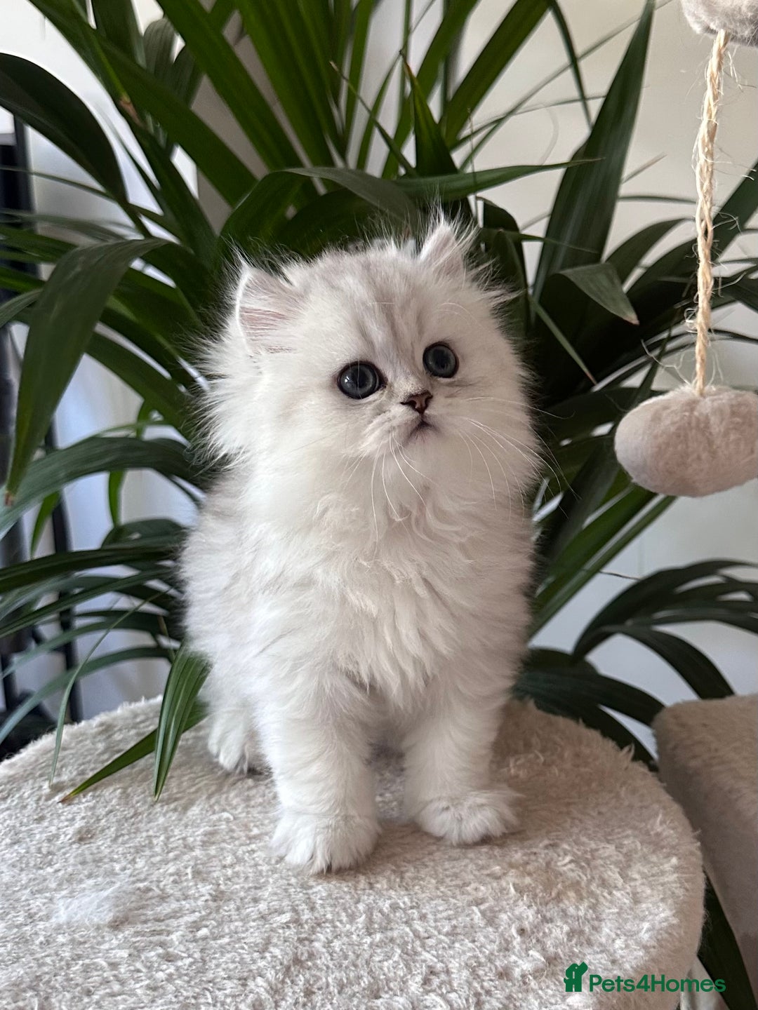 Persian cats for sale: Stunning Chinchilla Persian Kittens 💕 - Advert 11