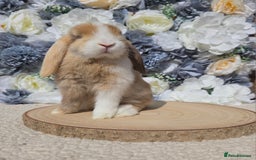 Mini Lop rabbits for sale: Pure bred mini lop baby bunnies - Image 4