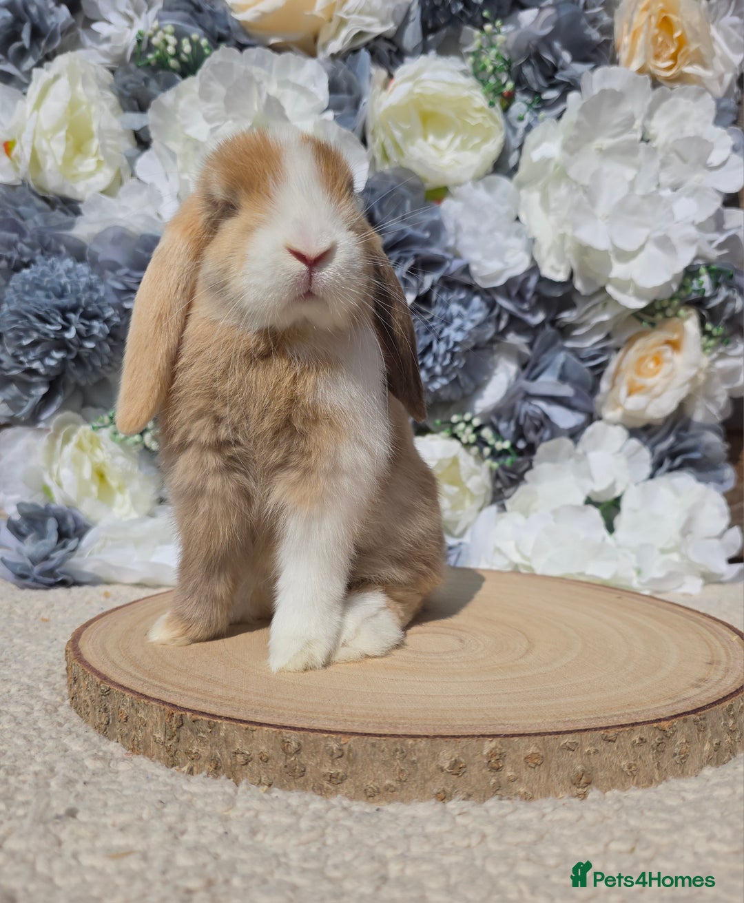 Mini Lop rabbits for sale: Pure bred mini lop baby bunnies - Image 4
