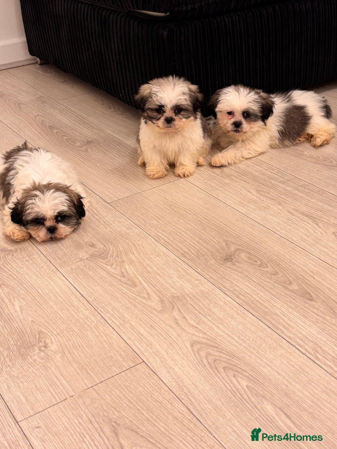 Shih Tzu dogs for sale: 4 beautiful shih tzu - Advert 8