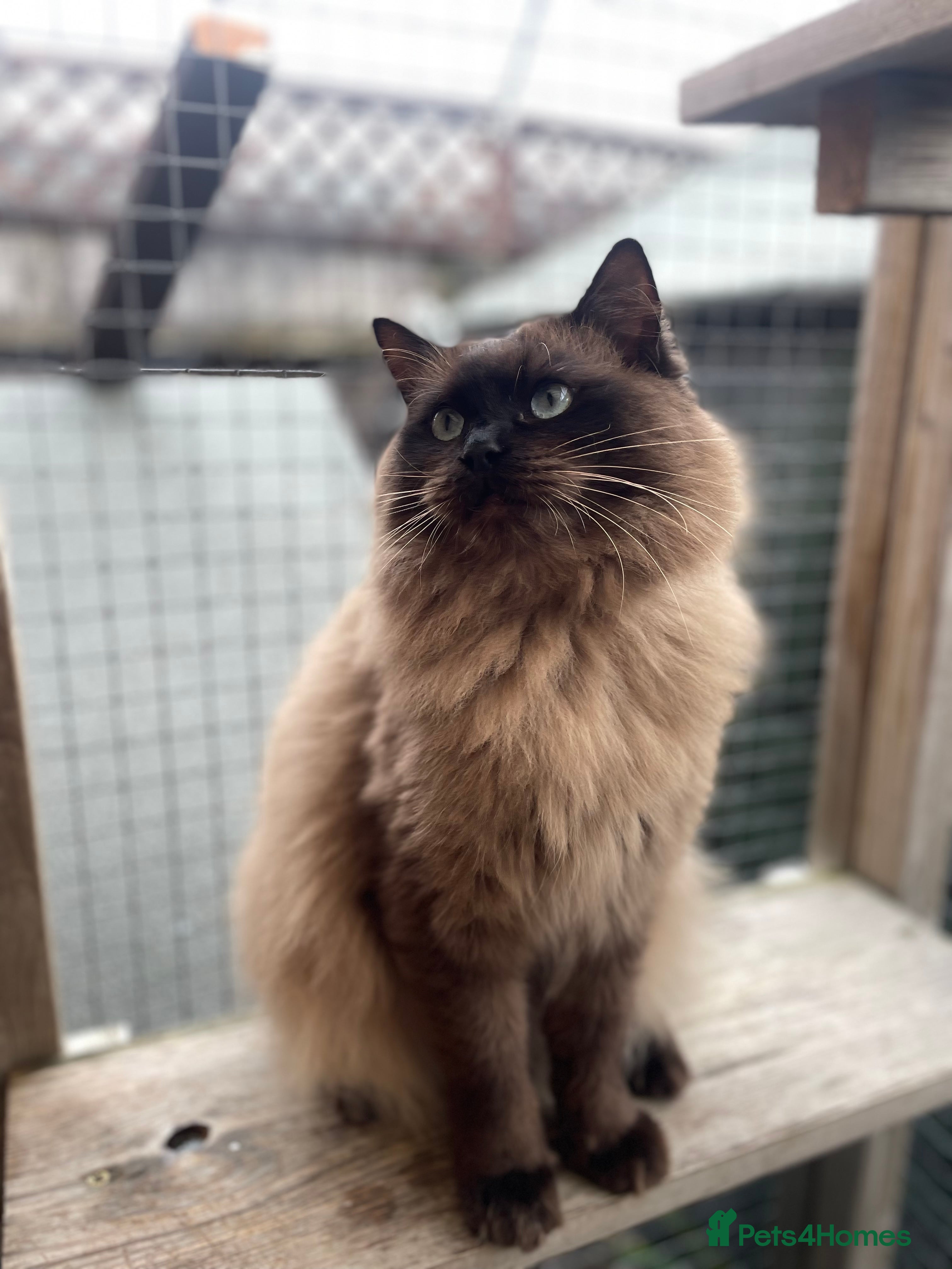 Ragdoll cats TICA registered seal mink stud - Advert 16