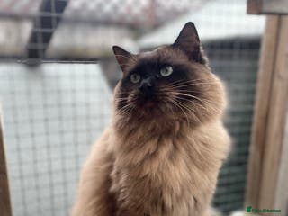 Ragdoll cats TICA registered seal mink stud - Advert 12
