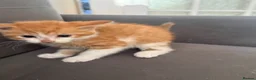 Mixed Breed cats for sale: Ginger Male Kitten - Advert 3