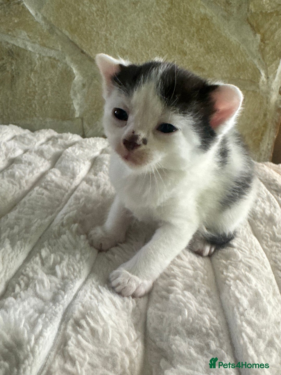 Mixed Breed cats for sale: Kittens  - Advert 3