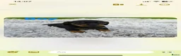 Miniature Dachshund dogs for sale: Beautiful miniature dachshund litter  - Advert 8
