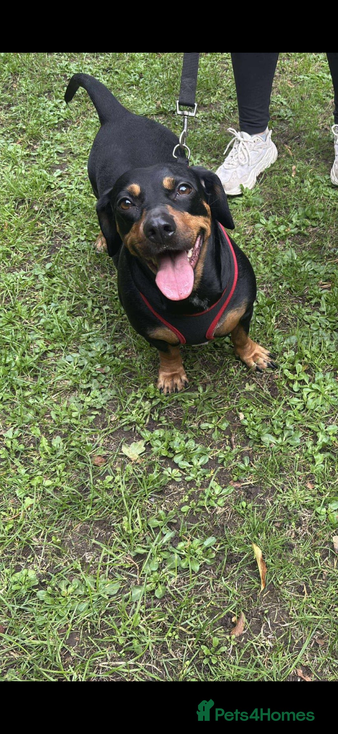 Mixed Breed dogs for sale: Roxy looking for her forever home.  - Image 1