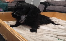 Cockapoo dogs for sale: Cokapoo pups - Image 2