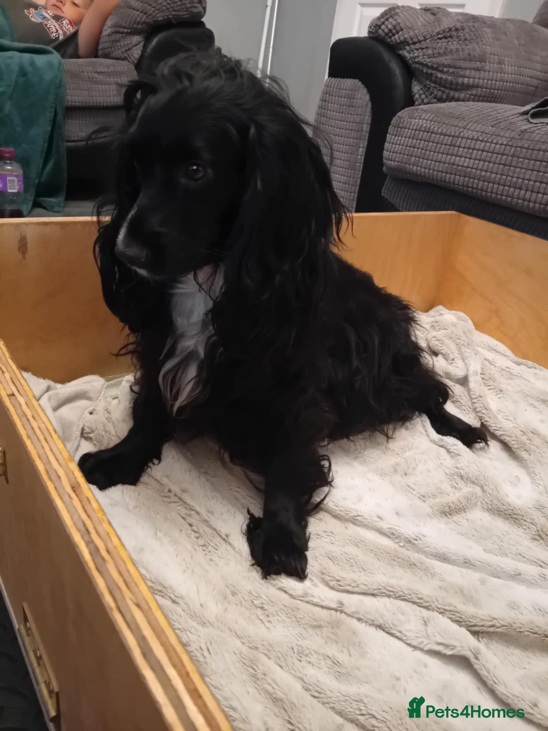 Cockapoo dogs for sale: Cokapoo pups - Image 2