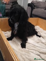 Cockapoo dogs - Advert 2