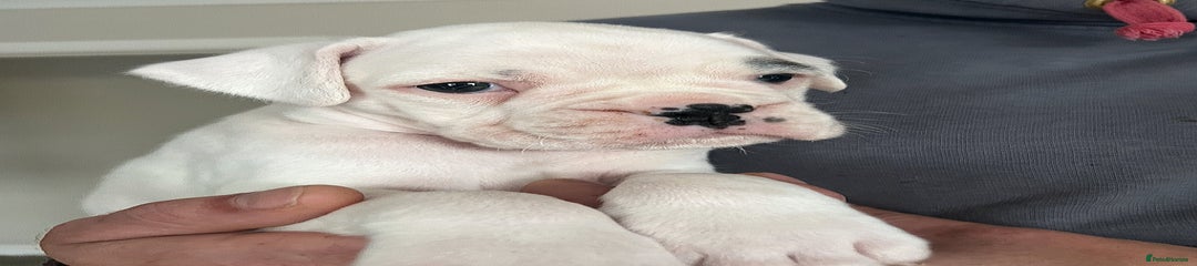 Boxer Puppy 3