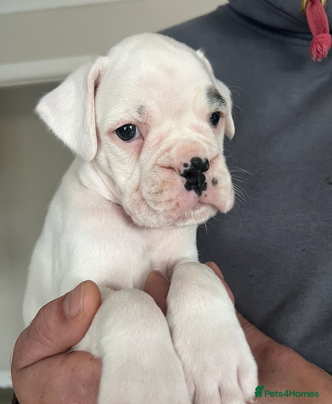Boxer dogs for sale: Kc Beautiful White Boxer Boys   - Image 4