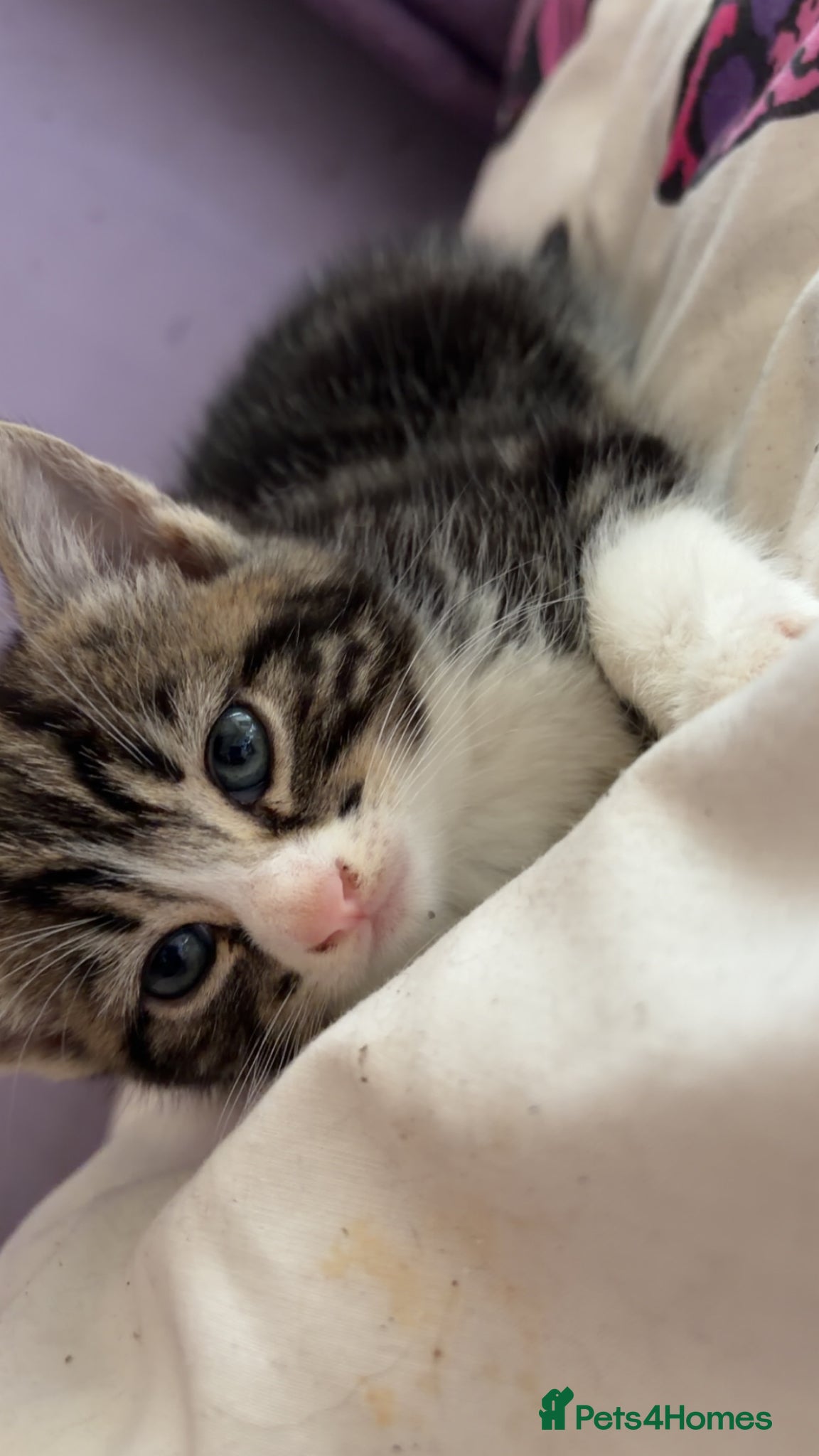 Mixed Breed cats for sale: 5 friendly playful mixed tabby kittens - Advert 25