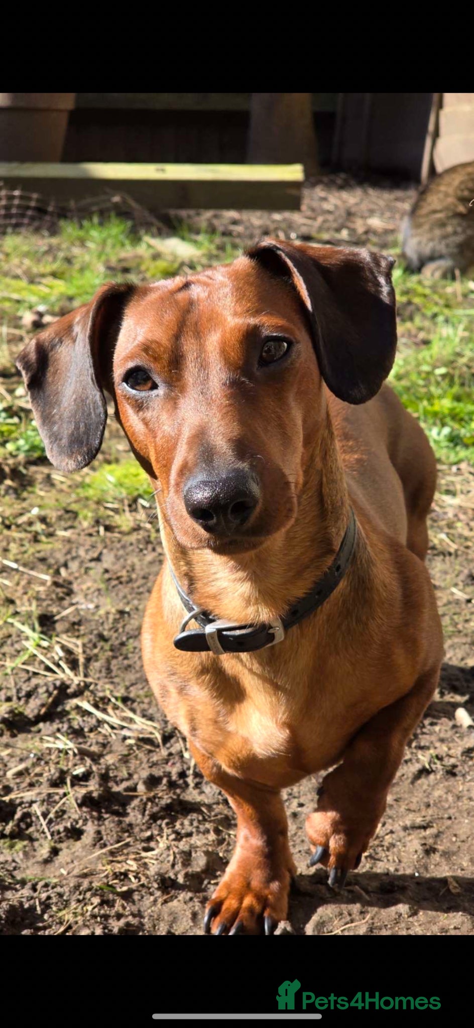 Miniature Dachshund dogs 3 year old miniature dachshund  - Advert 9