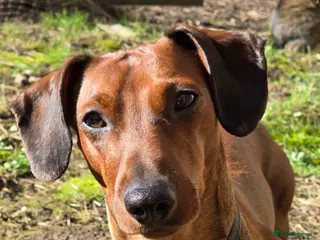 Miniature Dachshund dogs 3 year old miniature dachshund - Advert 9