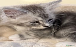Maine Coon cats for sale: Perfect Maine Coon kittens from Shaded parents  - Image 10